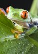 Red eyed tree frog