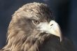 Golden eagle
