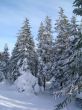 winter in mountains, woods
