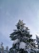 winter in mountains, woods
