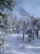 winter in mountains, woods
