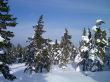 winter in mountains, woods