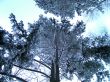 winter in mountains, woods