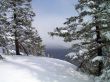 winter in mountains, forest