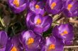 Crocuses