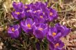 Crocuses