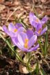 Crocuses