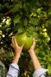 Pomelo and hands