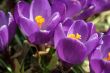 Crocuses