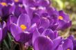 Crocuses