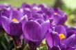 Crocuses