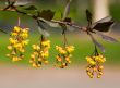 Branch of a barberry