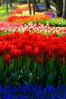 Colorfully tulip field