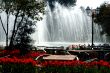 Spring pool and tulips