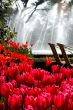 Flowers and pool