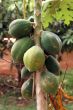 Papaya tree