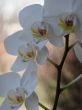 White Orchid