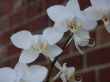 White Orchid