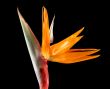 Strelitzia