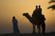 Late afternoon camel rides in the Dubai desert