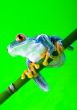 Red eyed leaf frog