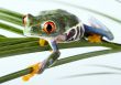 Red eyed leaf frog