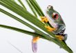 Red eyed leaf frog