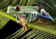 Red eyed leaf frog