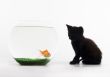 Cat & Gold fish