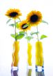 Colourful helianthus