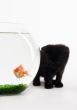Cat & Gold fish