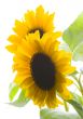 Colourful helianthus