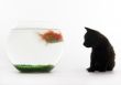 Black cat & Gold fish