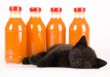 Cat & Orange drink