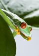 Red eyed leaf frog