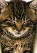 Kitty