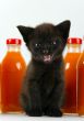 Cat & Orange drink