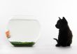 Black cat & Gold fish