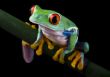Red eyed frog