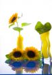 Summer flower