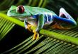 Red eyed leaf frog