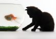 Black cat & Gold fish