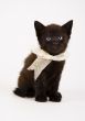 Kitty