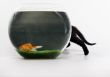 Black cat & Gold fish