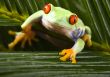 Red eyed leaf frog