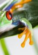 Red eyed leaf frog