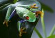 Red eyed leaf frog