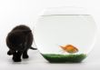 Black cat & Gold fish