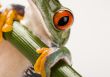 Red eyed frog