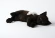 Kitty